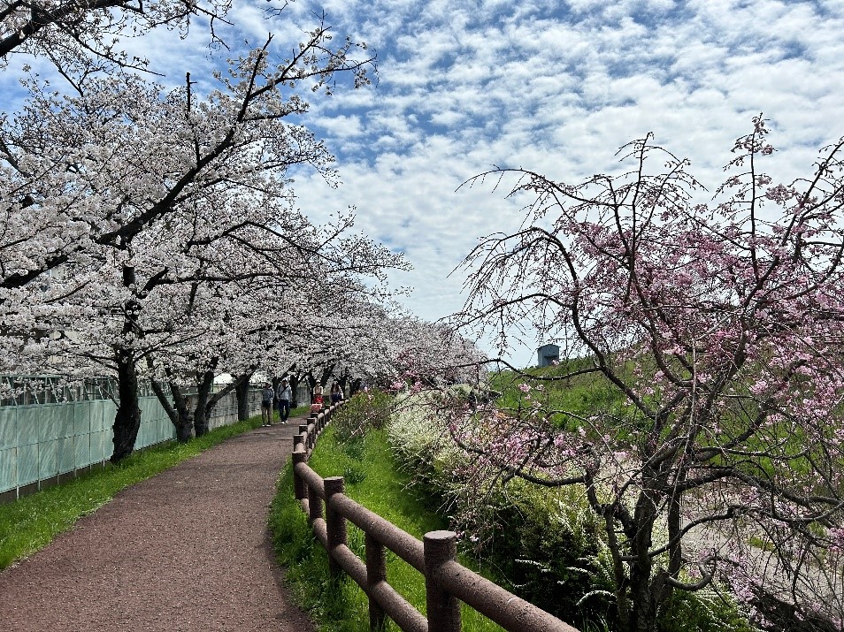 株式会社エスト24 ブログ 高槻新川の桜堤